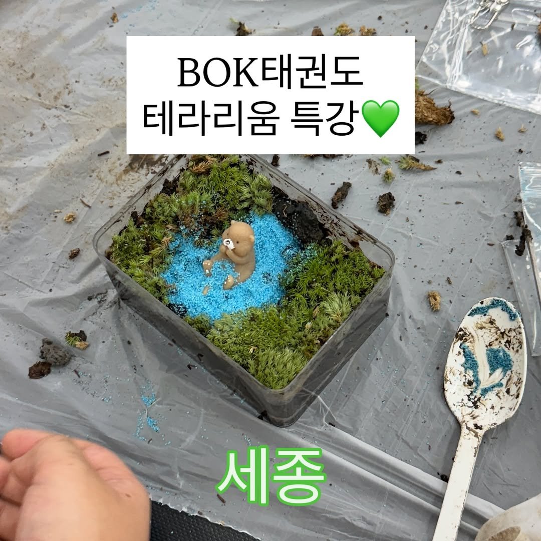 Photo by 도롯 l 테라리움 l 플렌테리어 l 공방 l 출강 l 원데이클래스 l 세종 l 대전 l 청주 on September 08, 2025. May be an image of herb, seedling and text that says 'BOKE BOK태권도 테라리움 특강 세종'.