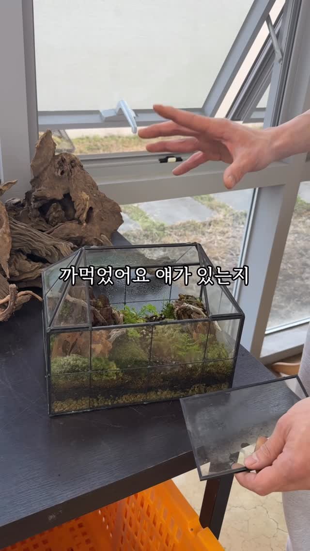 stone_dress_ 게시물 이미지: 빛도 들어오지 않는 창고에 겨울 동안 넣어두었는데,
다행히 돌을 휘감을 정도로 잘...