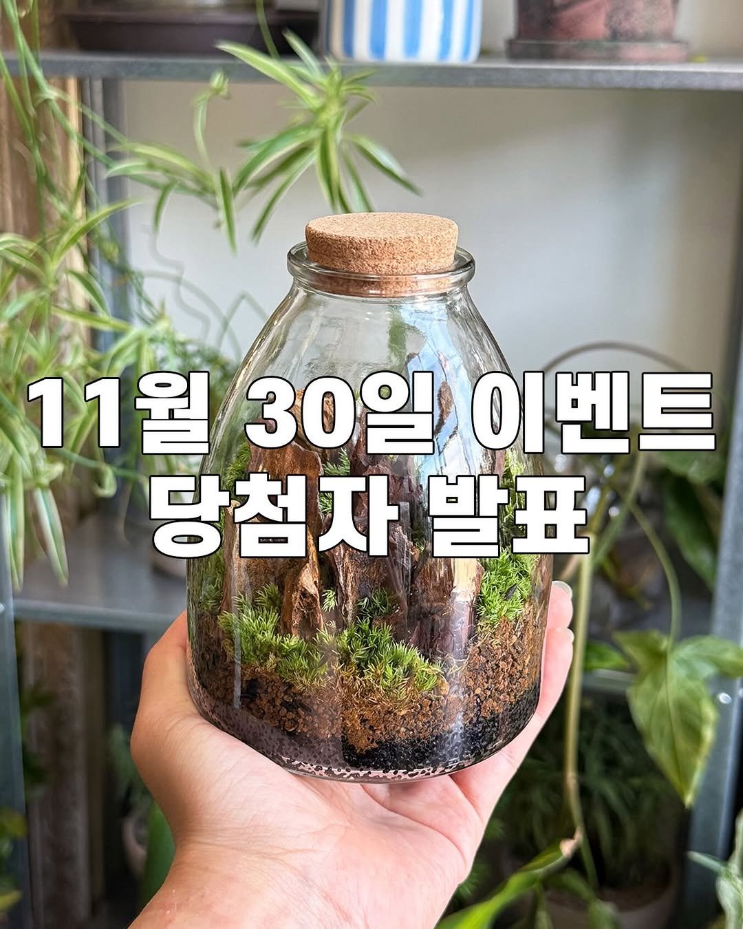 Photo by 도롯 l 테라리움 l 플렌테리어 l 공방 l 출강 l 원데이클래스 l 세종 l 대전 l 청주 on December 04, 2025. May be an image of plant and text that says '11월30일이벤트 11월 30일 이벤트 당첨자발표 발표 당첨자'.