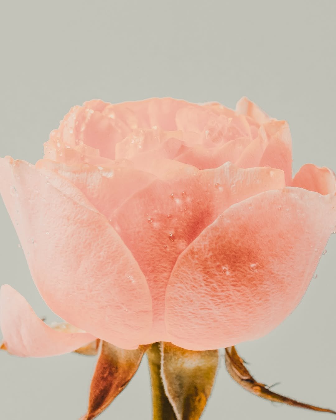 Photo by 스튜디오 쿠드 - 룩북촬영 | 영상촬영 | 제품촬영 on July 09, 2025. May be a closeup of rose and text.