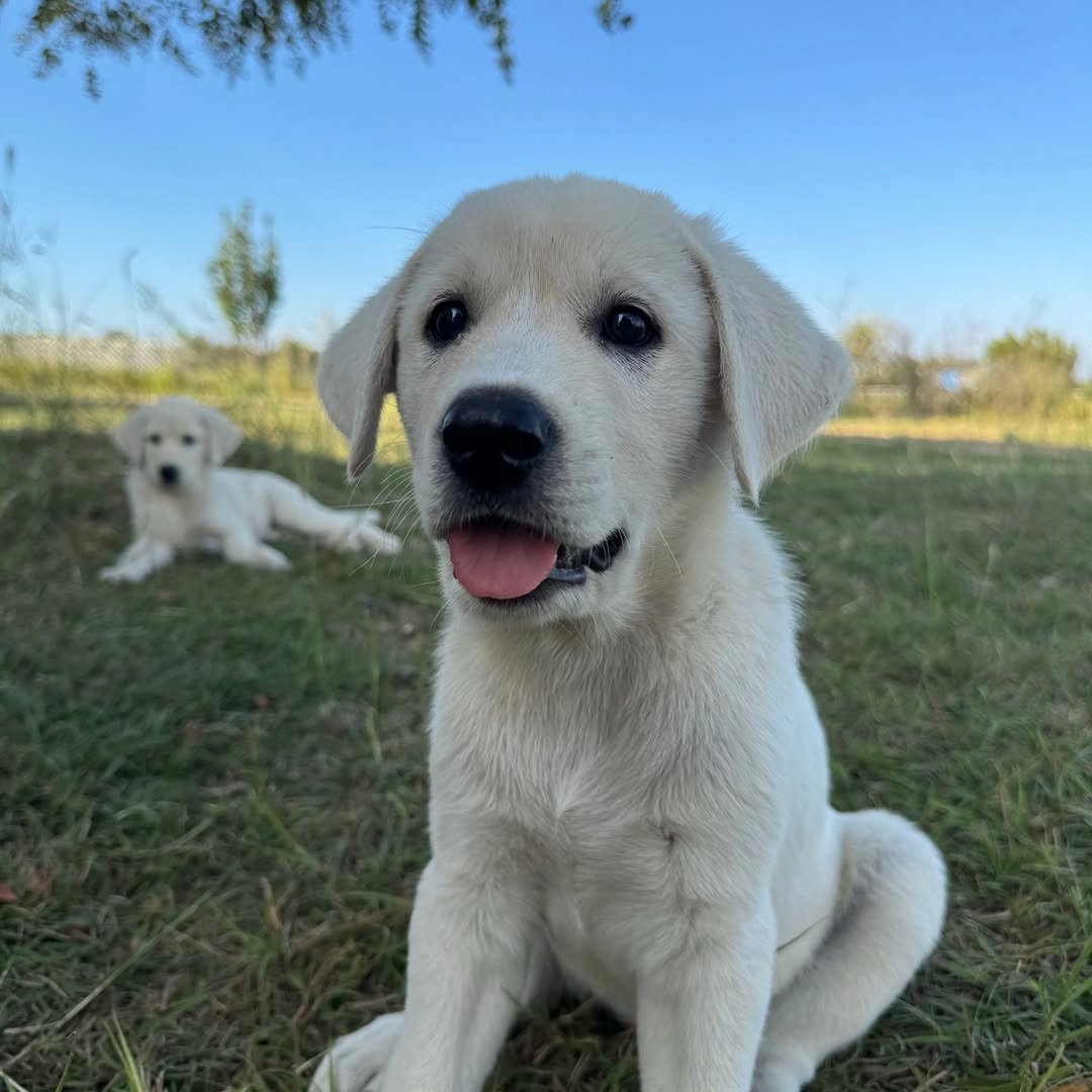Photo shared by 해린쌤 이해린 | 네이버 마케터 on September 26, 2025 tagging @studio__haein. May be an image of Great Pyrenees, golden retriever and text.