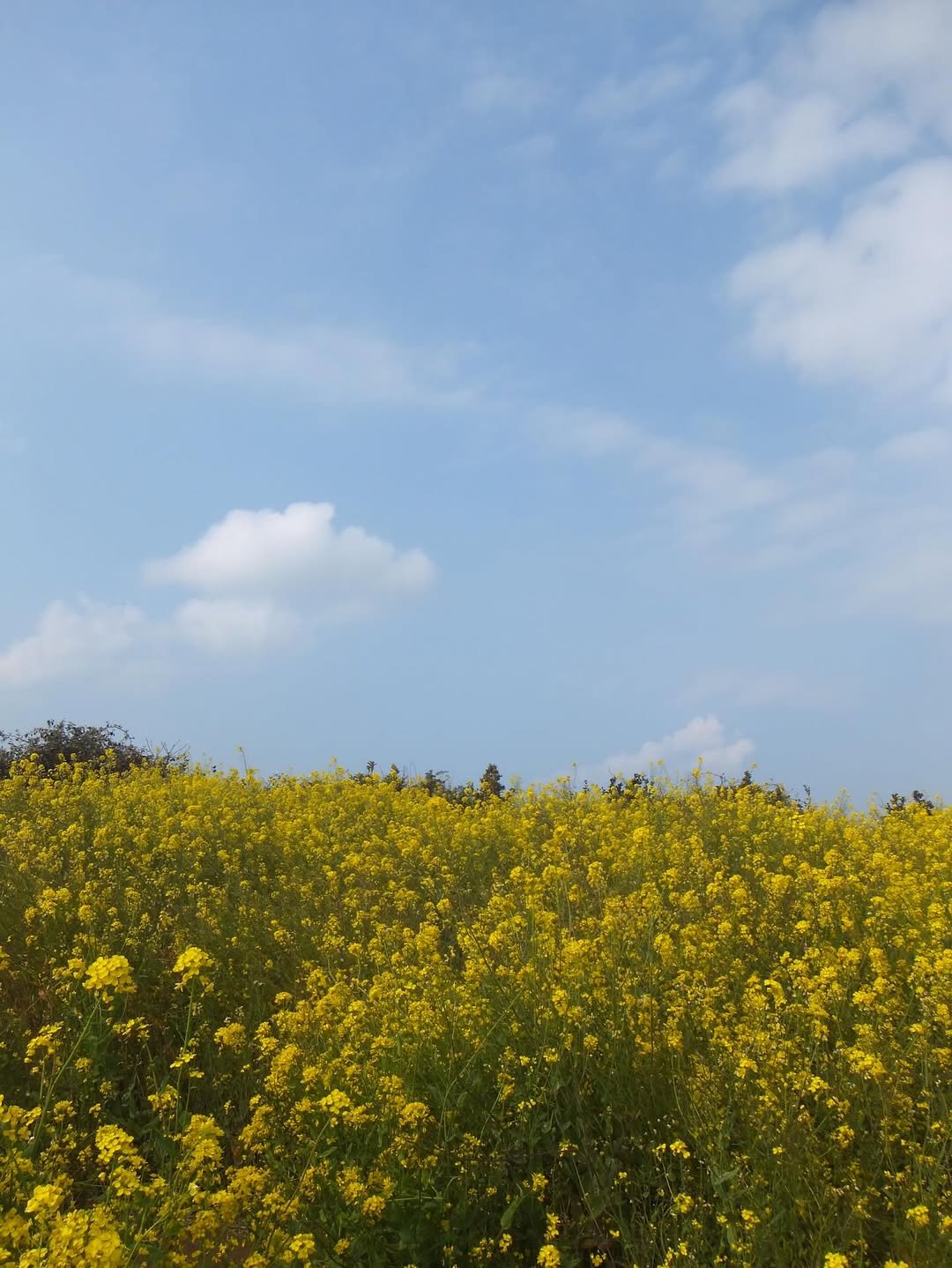 Photo by 신은수 on March 20, 2026. May be an image of flower and text.