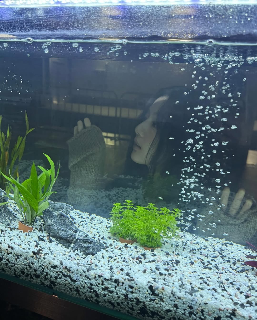 Photo by 신은수 on December 22, 2025. May be an image of goldfish, guppy, aquarium and text.