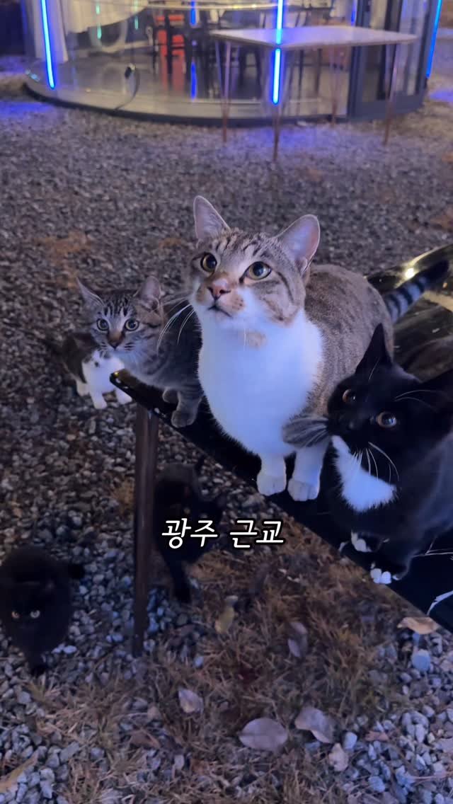 sugartokiee 게시물 이미지: 🐈🐈‍⬛ 고양이랑 캠핑 느낌 낼사람 모여라 🙋🏻‍♀️ #곡성가든 에서 특별한 파티...