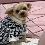 _sonchamp 프로필 사진