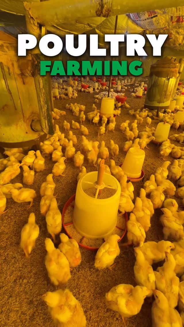 sumitindianfarmer 게시물 이미지: Poultry Farming in Winter with Prraniganga...
