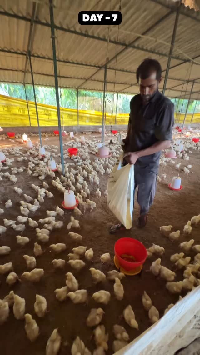 sumitindianfarmer 게시물 이미지: Day-7 , How to Feed Chicks in Poultry Farm...