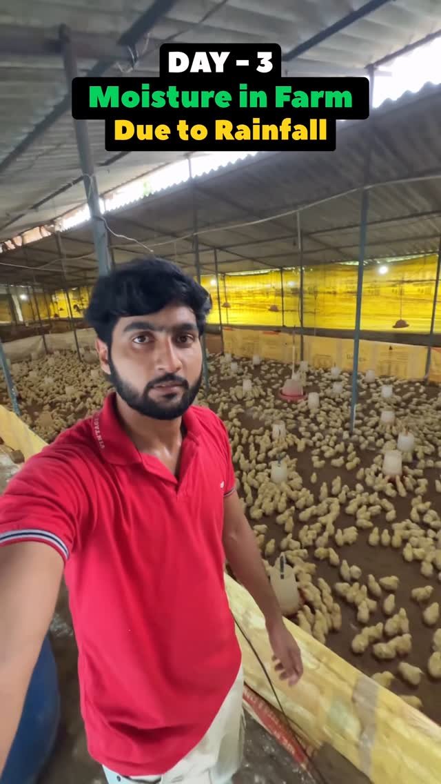 sumitindianfarmer 게시물 이미지: Day-3 , Replace Chicks Due Moisture in Poultry...
