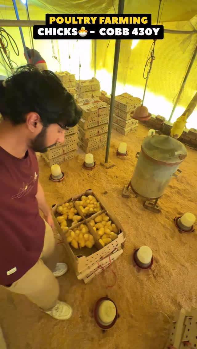 sumitindianfarmer 게시물 이미지: First Day of Chicks in Poultry...