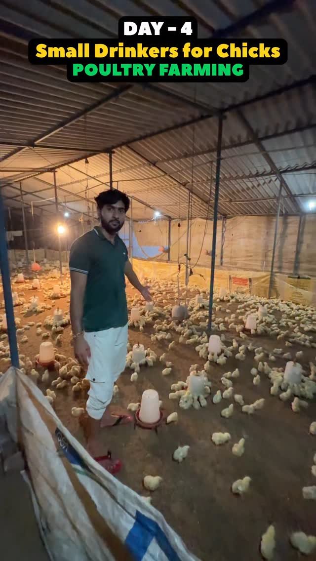 sumitindianfarmer 게시물 이미지: Day-4 , Small Drinkers For Chicks in Poultry...