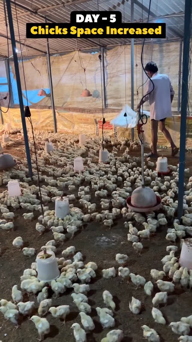 sumitindianfarmer 게시물 이미지: Day-5 , Chicks Space Increased in Poultry...