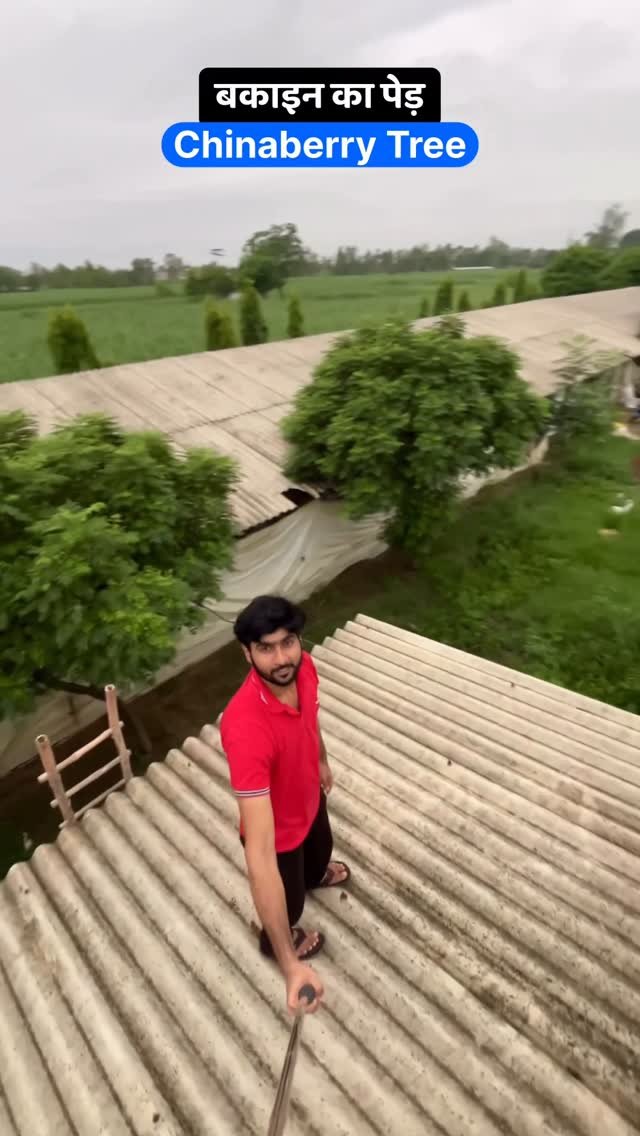 sumitindianfarmer 게시물 이미지: Chinaberry Tree for Poultry Farm...