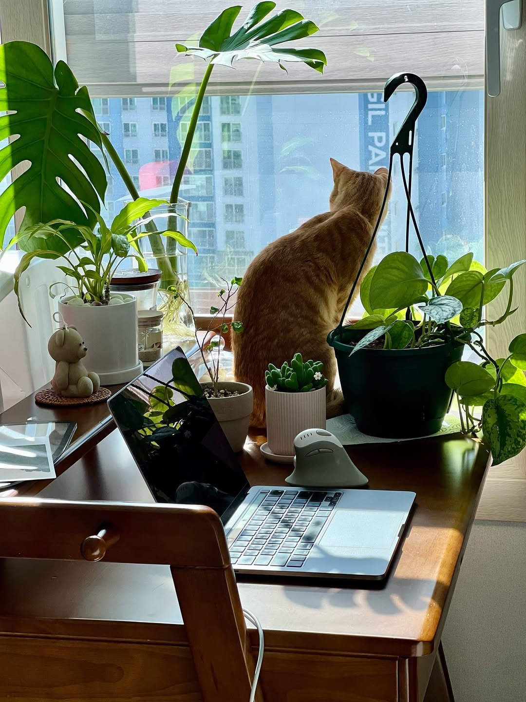 Photo by 요리하는 자몽씨 on March 26, 2026. May be an image of house plant, mistletoe cactus and text.