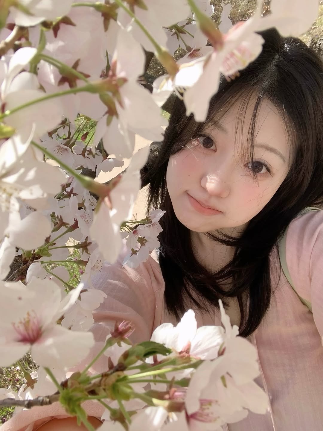 sun_rise_0802 게시물 이미지: 벚꽃 속에 파묻혀~~~~~🌸🌸🌸🌸