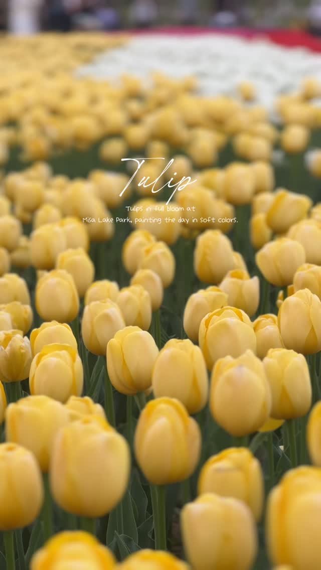 sunday_rang 게시물 이미지: 지금 집앞 미사 호수공원에
튤립이 만개 했어요🌷

아까 낮에 산책 갔다가 찍어...