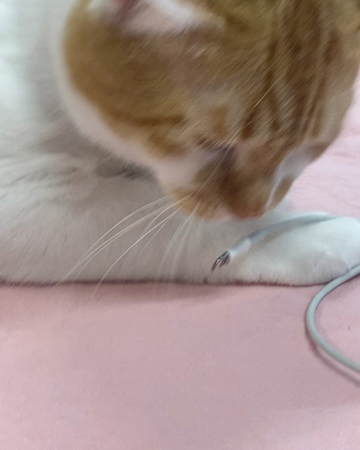 sundaymood_f 게시물 이미지: ⭕️#냥집사 #추천템 #고양이 
.
✅코드삭/라인웨어 그냥 예쁘기만 한게...