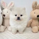 nanapet__ 프로필 사진