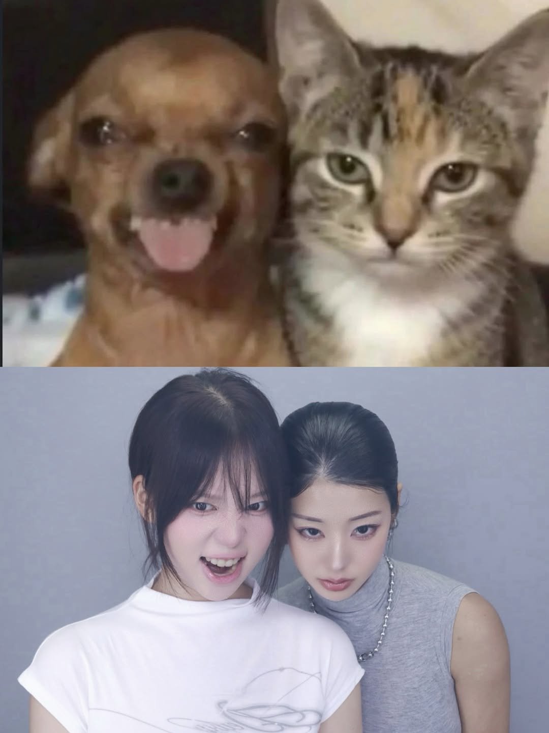 sunn416 게시물 이미지: 꼭 안정형 고양이랑 불안형 치외와랑 베프임

✅요즘 유행하는 동물네컷 찍는...