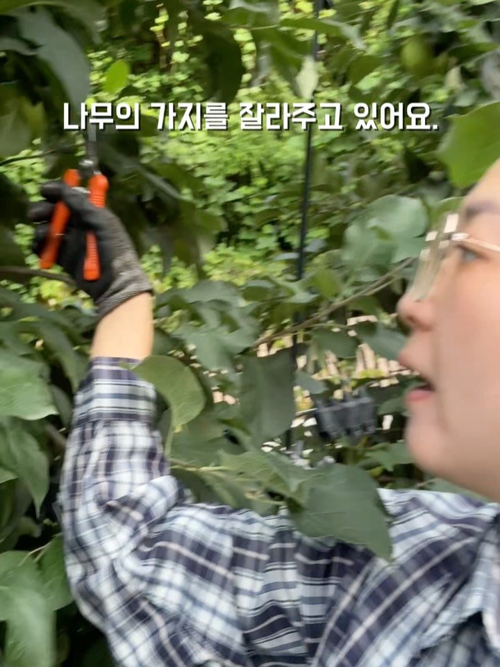 sunplacefarm 게시물 이미지: 사과 나무의 잎사귀들은 
하나하나가 작은 공장과 같습니다.

한 잎사귀마다 열심히...