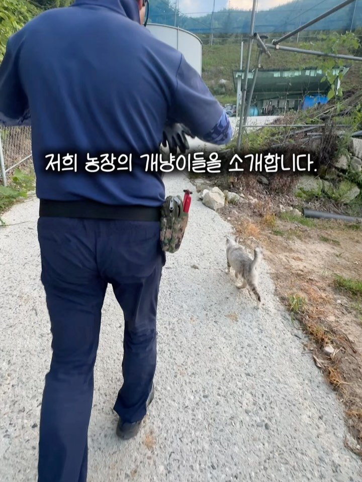 sunplacefarm 게시물 이미지: 저희 농장에선 고양들이
엄청 중요한 역할을 맡고 있어요.

바로 사과나무의 뿌리를...