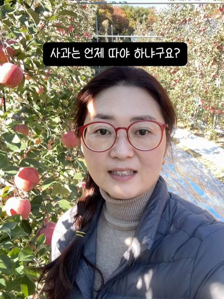 sunplacefarm 게시물 이미지: 사과를 언제 따야 하냐고요?

빨갛다고 다 맛있는 건 아니고, 덜 빨개도 아주 달고...