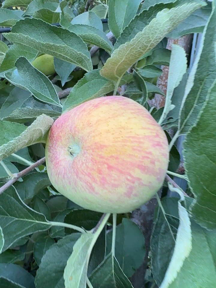 sunplacefarm 게시물 이미지: 사과가 조금씩 물들고 있어요.

보통이라면 엄청 기뻐할텐데
지금은 시기가 많이...