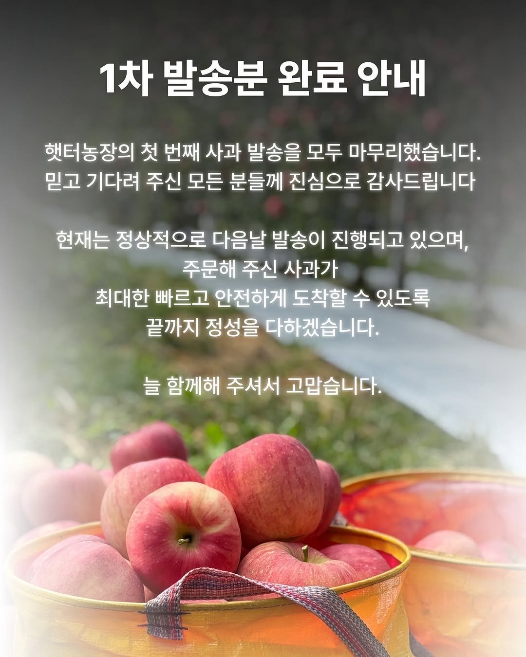 Photo by 햇터농장 • 사과 • 곶감 • 농장일상 on September 16, 2025. May be an image of apple, pomegranate and text that says '1차 발송분 완료 안내 햇터농장의 첫 번째 사과 발송을 모두 마무리했습니다. 믿고 기다려 주신 모든 분들께 진심으로 감사드립니다 현재는 정상적으로 다음날 발송이 진행되고 있으며, 주문해 주신 사과가 최대한 빠르고 안전하게 도착할 수 있도록 끝까지 정성을 다하겠습니다. 늘 함께해 주셔서 고맙습니다.'.