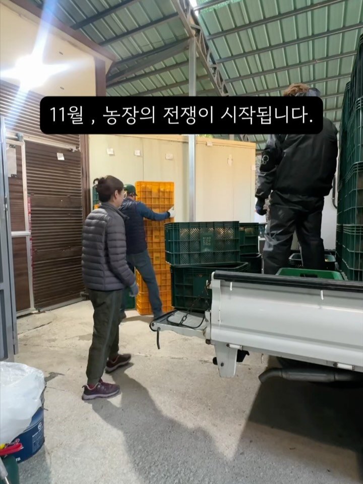 sunplacefarm 게시물 이미지: 11월은 저희 농장의 가장 바쁜 달입니다.
 사과 수확과 곶감 작업이 동시에...