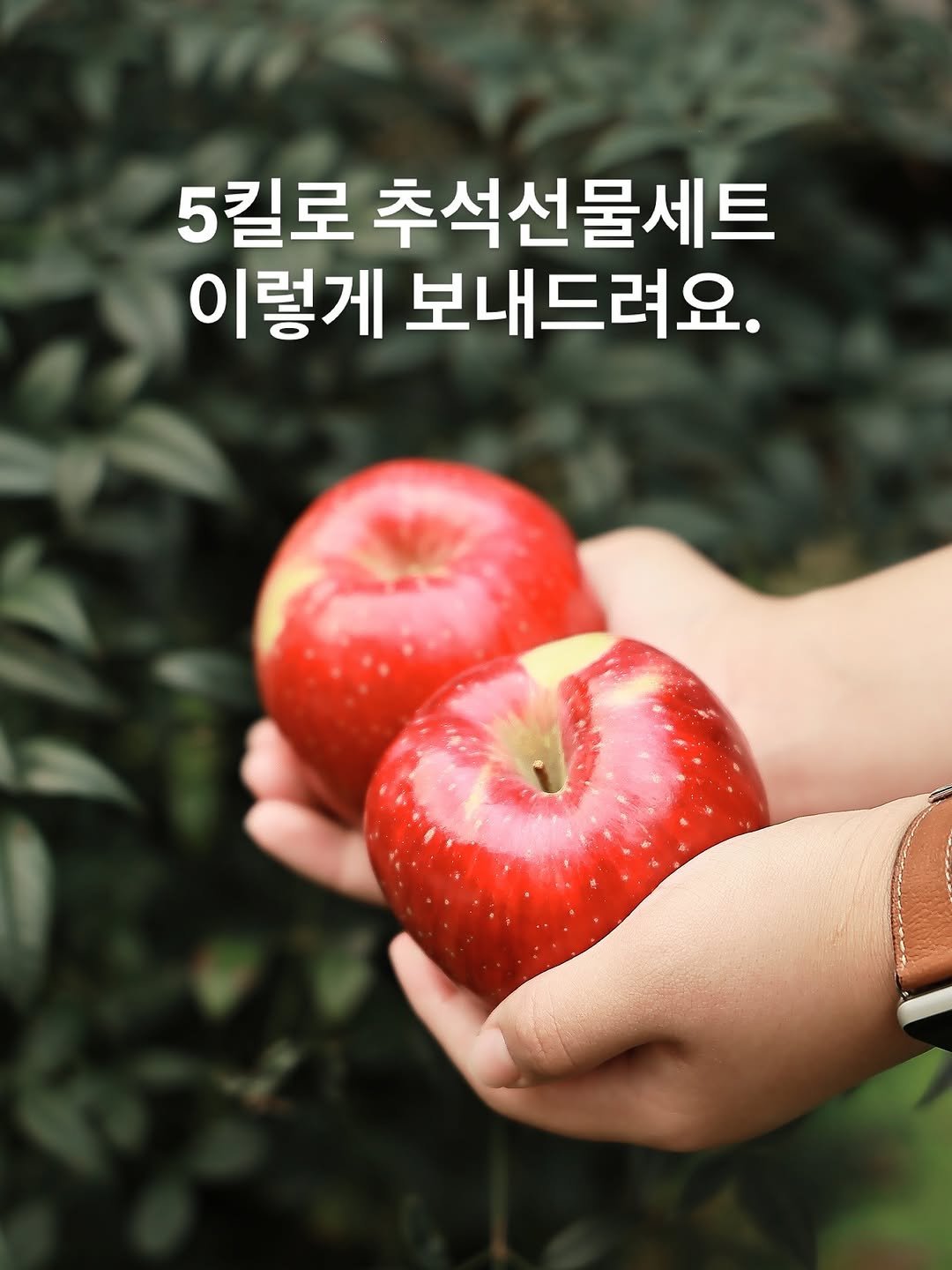 Photo by 햇터농장 • 사과 • 곶감 • 농장일상 on September 19, 2025. May be an image of apple, pie and text that says '5킬로 추석선물세트 이렇게 보내드려요.'.