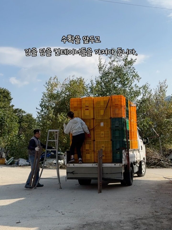 sunplacefarm 게시물 이미지: 감 수확을 앞두고
감을 담을 컨테이너들을 
감밭에 미리 가져다 두었습니다.
 얼마나...