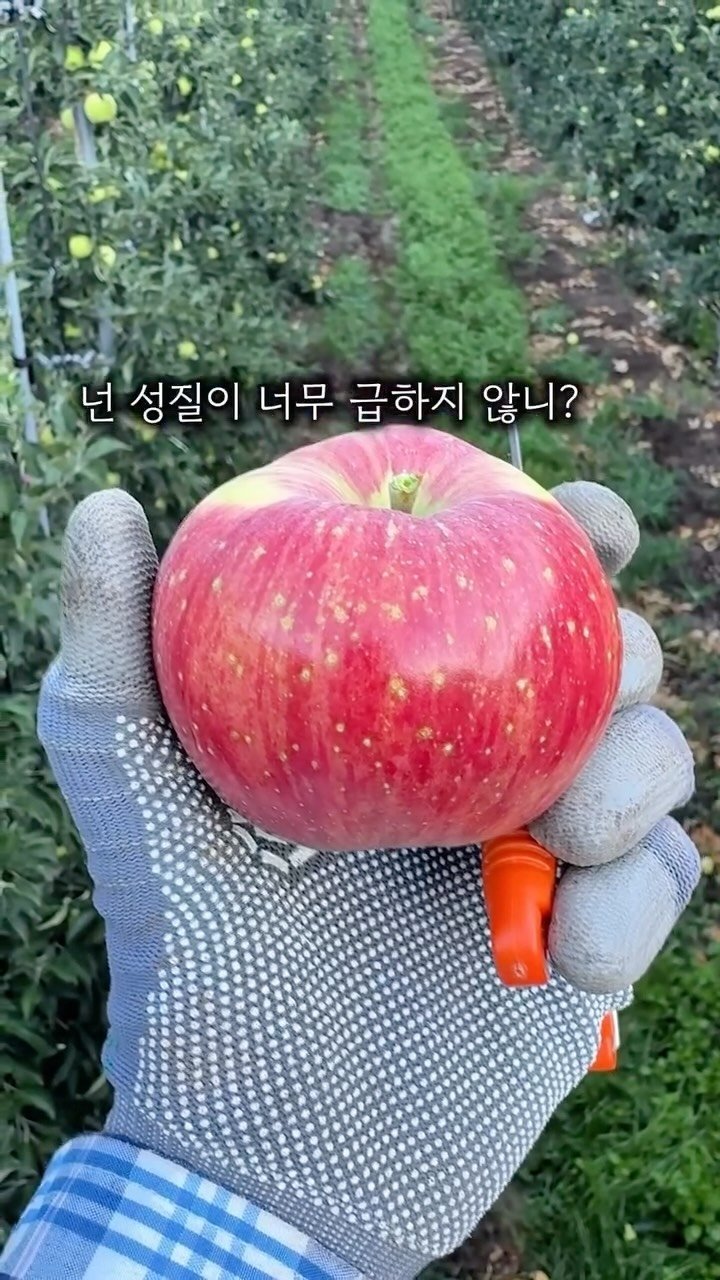 sunplacefarm 게시물 이미지: 비상입니다! 초초 긴장중...

고온에 비가 왔다갔다하는 이 시기가
올해 홍로...