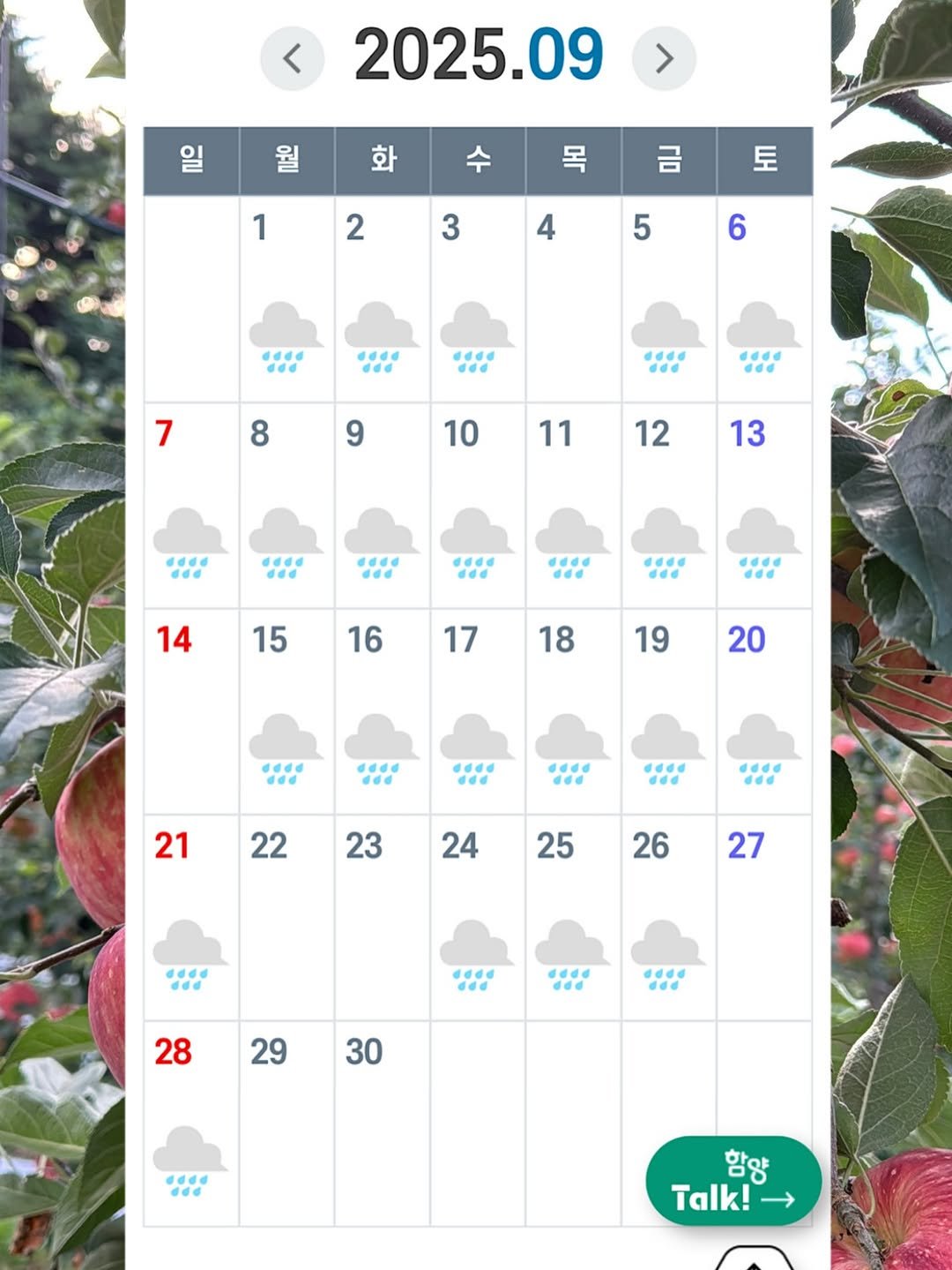Photo by 햇터농장 • 사과 • 곶감 • 농장일상 on September 30, 2025. May be an image of ‎apple, calendar and ‎text that says '‎< > 2025.09 일 월 화 목 1 금 2 토 3 4 5 6 कनत 644 7 dde 8 9 đ44 ddd 10 11 12 13 644 6446 4a 14 644 15 16 17 18 19 20 444 644 144 21 G66 22 23 d 24 25 26 وهه، 27 28 29 30 ddd dda 함양 Talk!‎'‎‎.