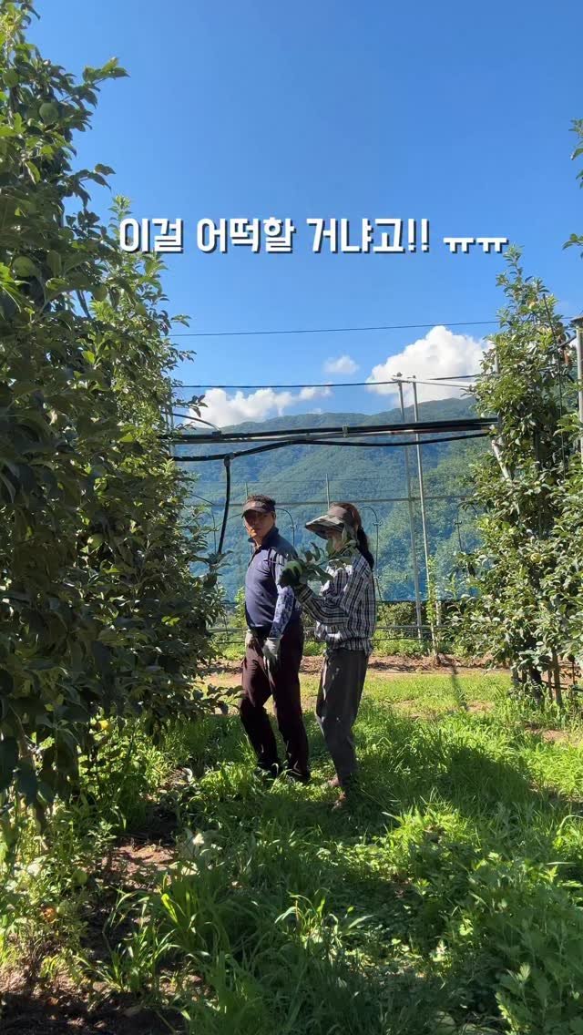 sunplacefarm 게시물 이미지: 새벽부터 작업을 시작해서 
서서히 해가 머리위로 올라오면
너무 덥기전에 하던 일을...