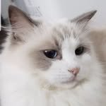 kai.bori.lily 프로필 사진