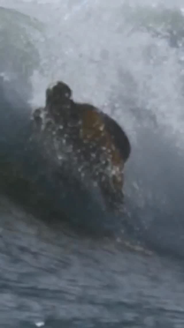 surferfilms 게시물 이미지: Face barely visible, but you’d recognize that...