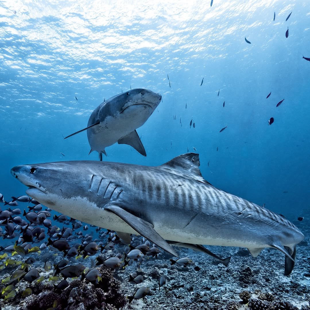 Sharks in the Bahamas are testing positive for drugs