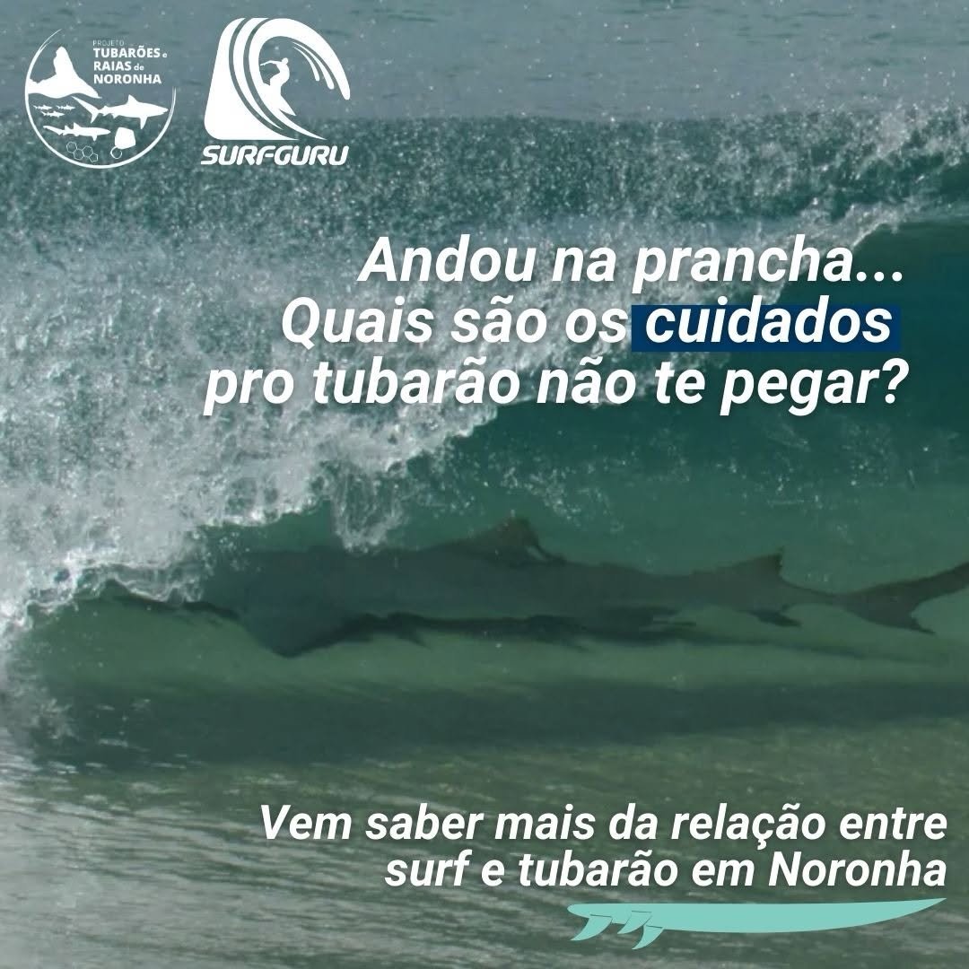 Photo shared by Surfguru Oficial on December 29, 2025 tagging @dandara_mmg, and @tubaroes.raias.noronha. May be an image of text that says 'RAIA RAIAS TUBARÕES RAIAS NORONHA SURFGURU Andou na prancha... Quais são os cuidados pro tubarão não te pegar? Vem saber mais da relação entre surf e tubarão em Noronha'.