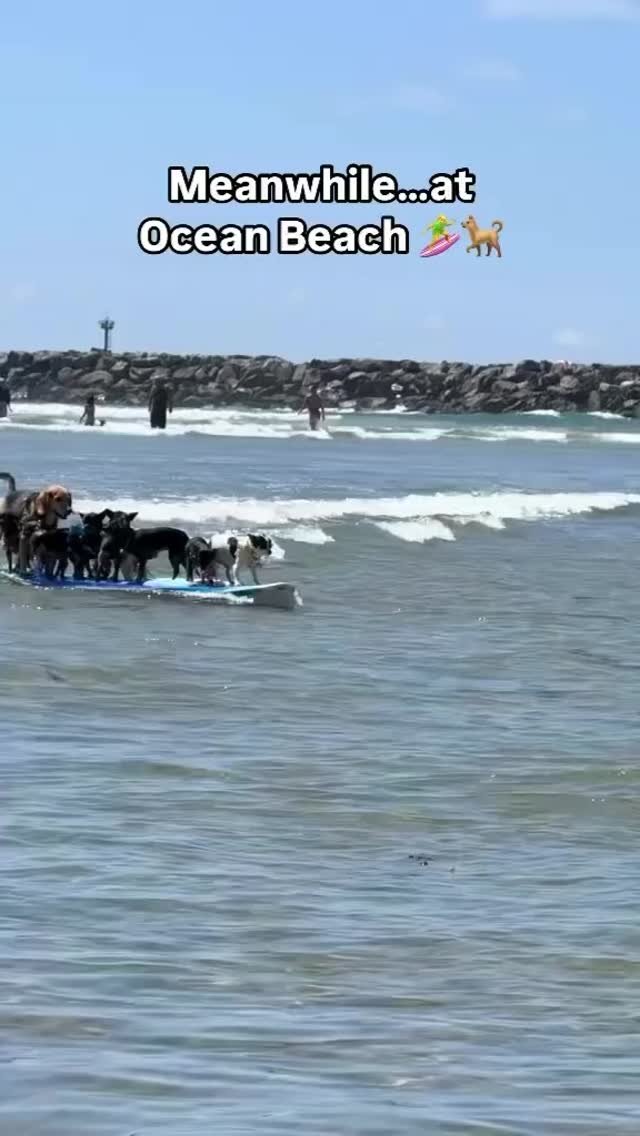 surfingobsessed 게시물 이미지: The dog in the front definitely thinks he’s...
