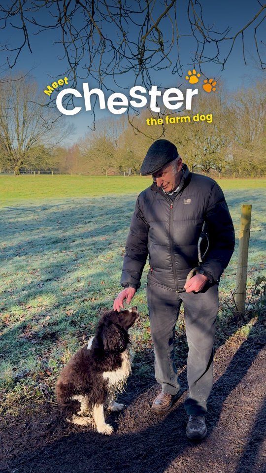 syngenta 게시물 이미지: Meet Chester, a Springer Spaniel who lives...