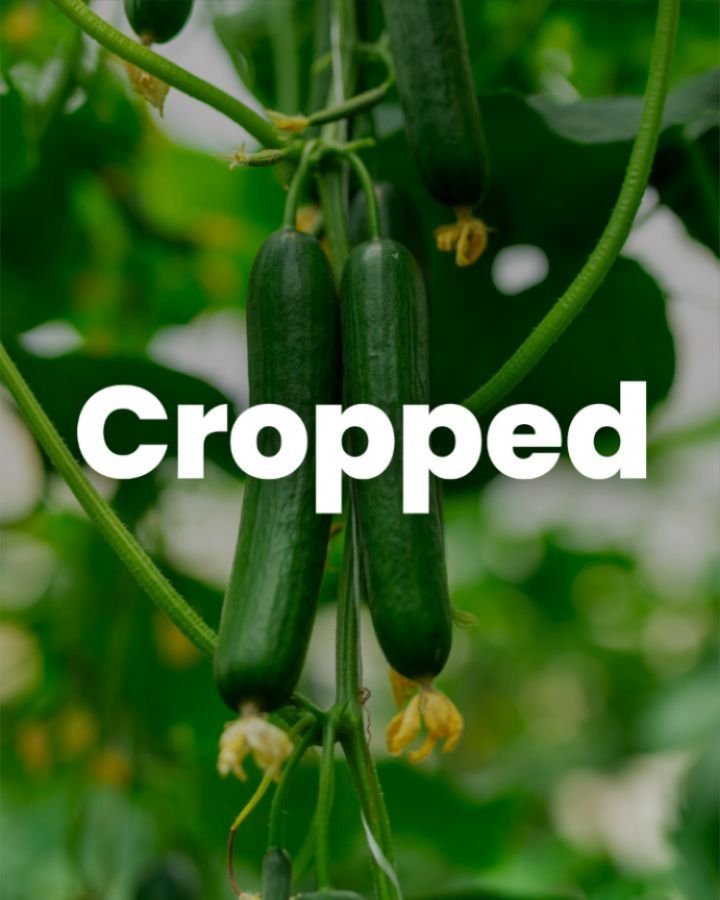 syngenta 게시물 이미지: With a subtle flavor and refreshing taste,...