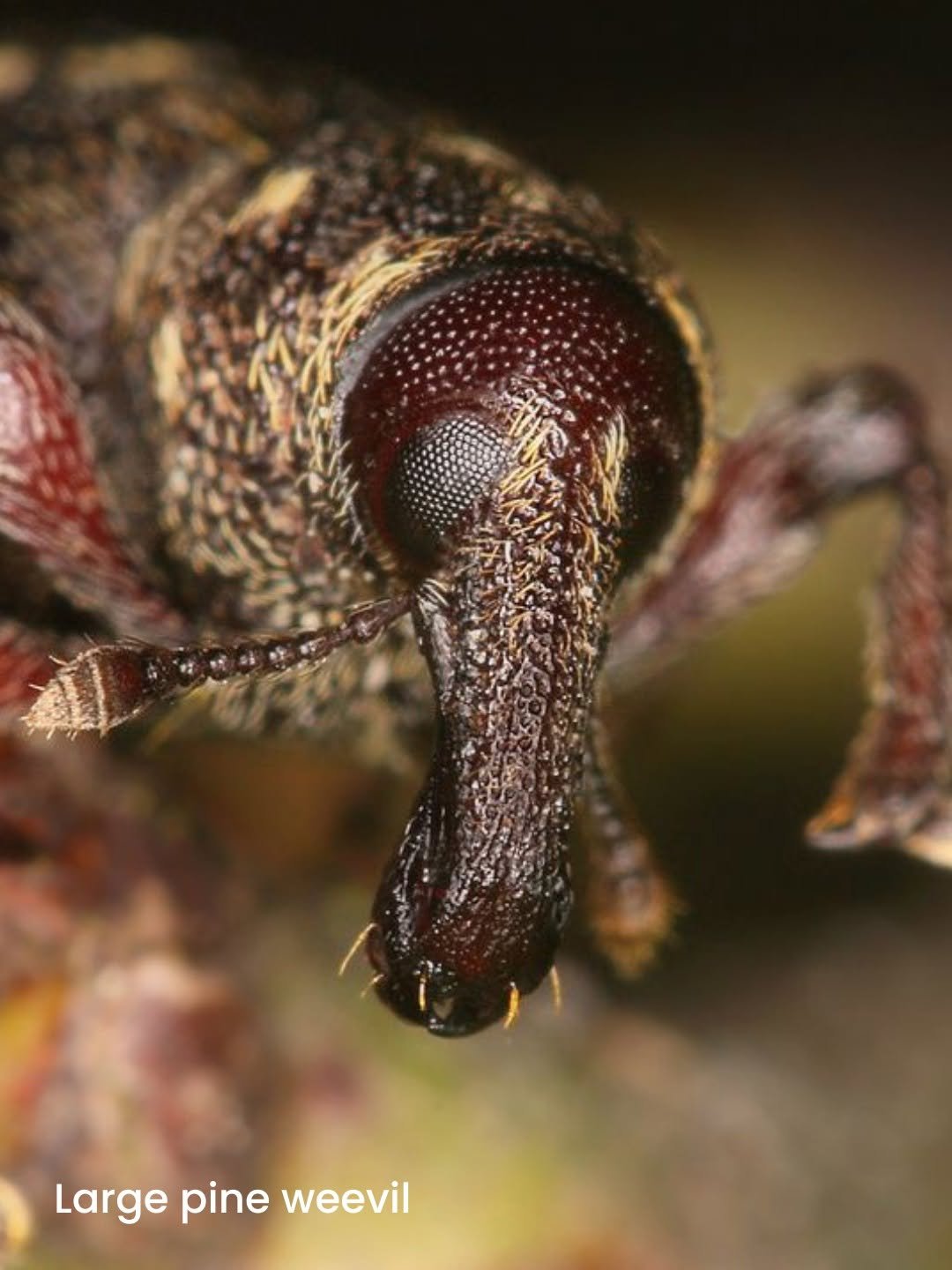 syngenta 게시물 이미지: Fall armyworm, stink bugs, and fungal diseases...
