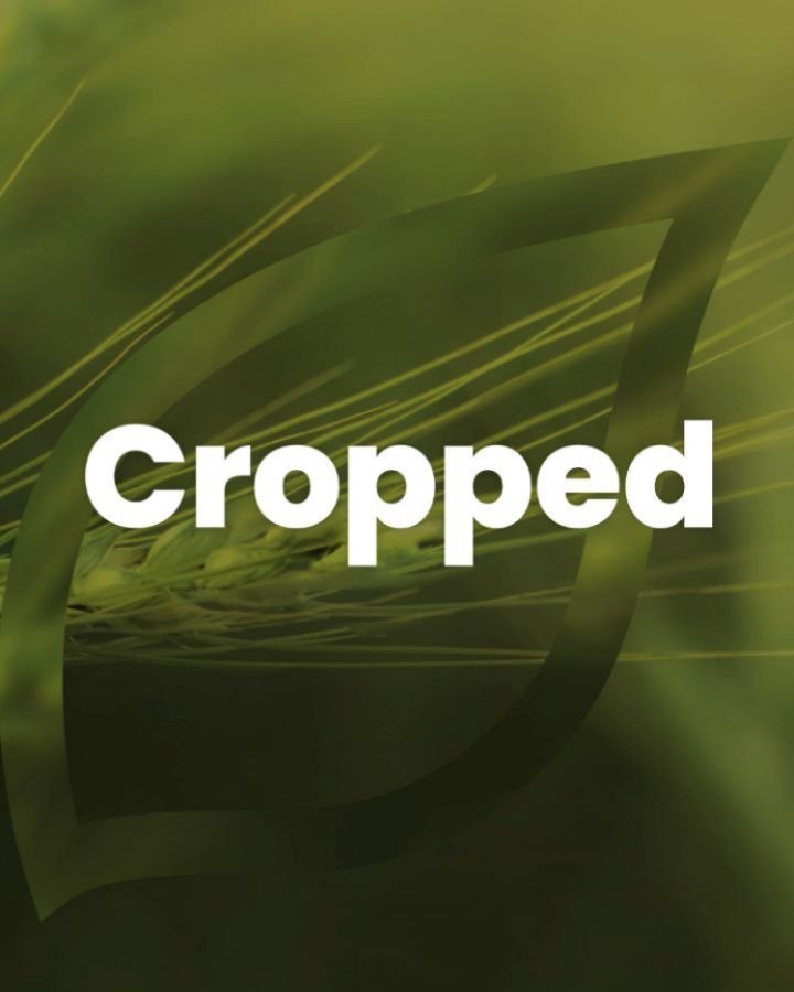 syngenta 게시물 이미지: Did you know? 🤔❓

Barley is one of the world’s...
