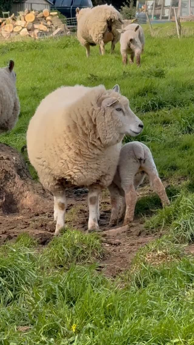 syngenta 게시물 이미지: A daily reminder that farm life can be...