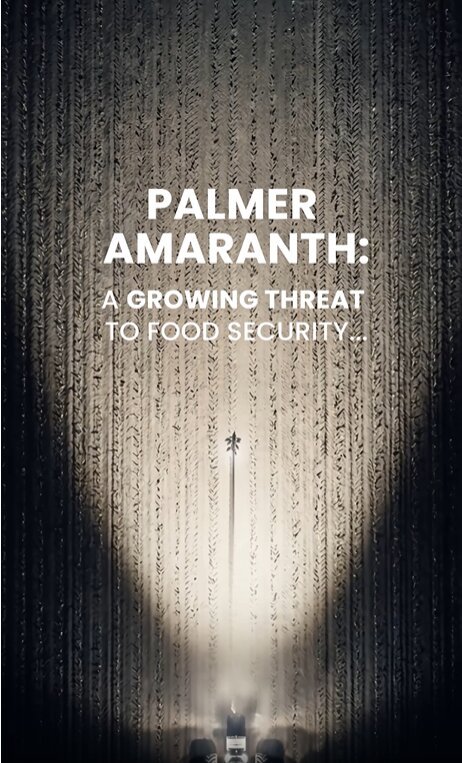 syngenta 게시물 이미지: This is why Palmer amaranth is a big...
