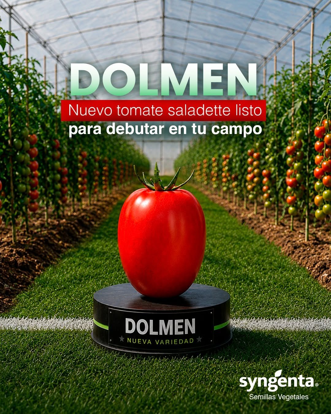 syngentasemillasvegetalesmx 게시물 이미지: Nuevo jugador en la cancha: Tomate Saladette...