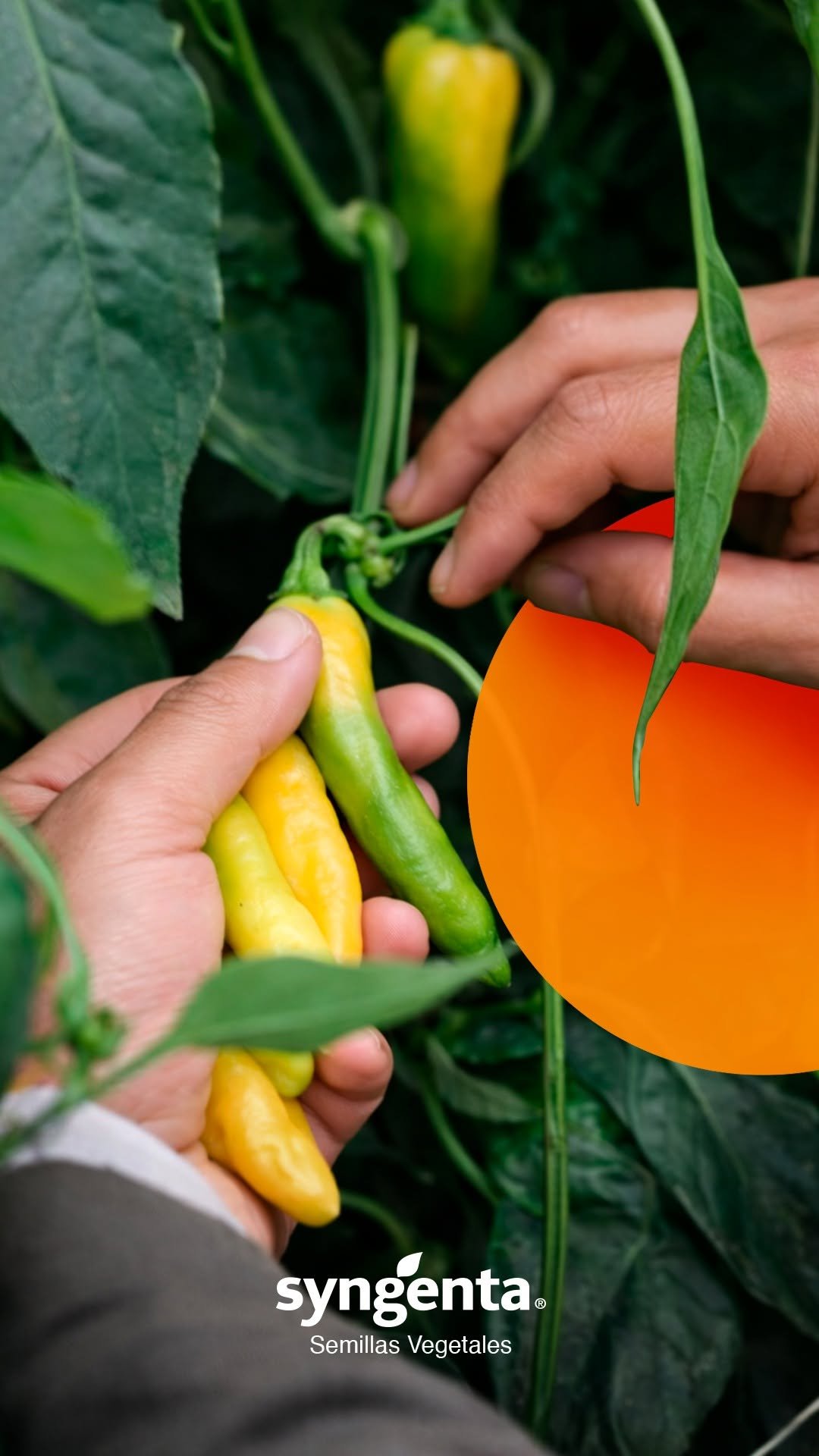 syngentasemillasvegetalesmx 게시물 이미지: Anyellowy y Farolito, snack peppers sin...
