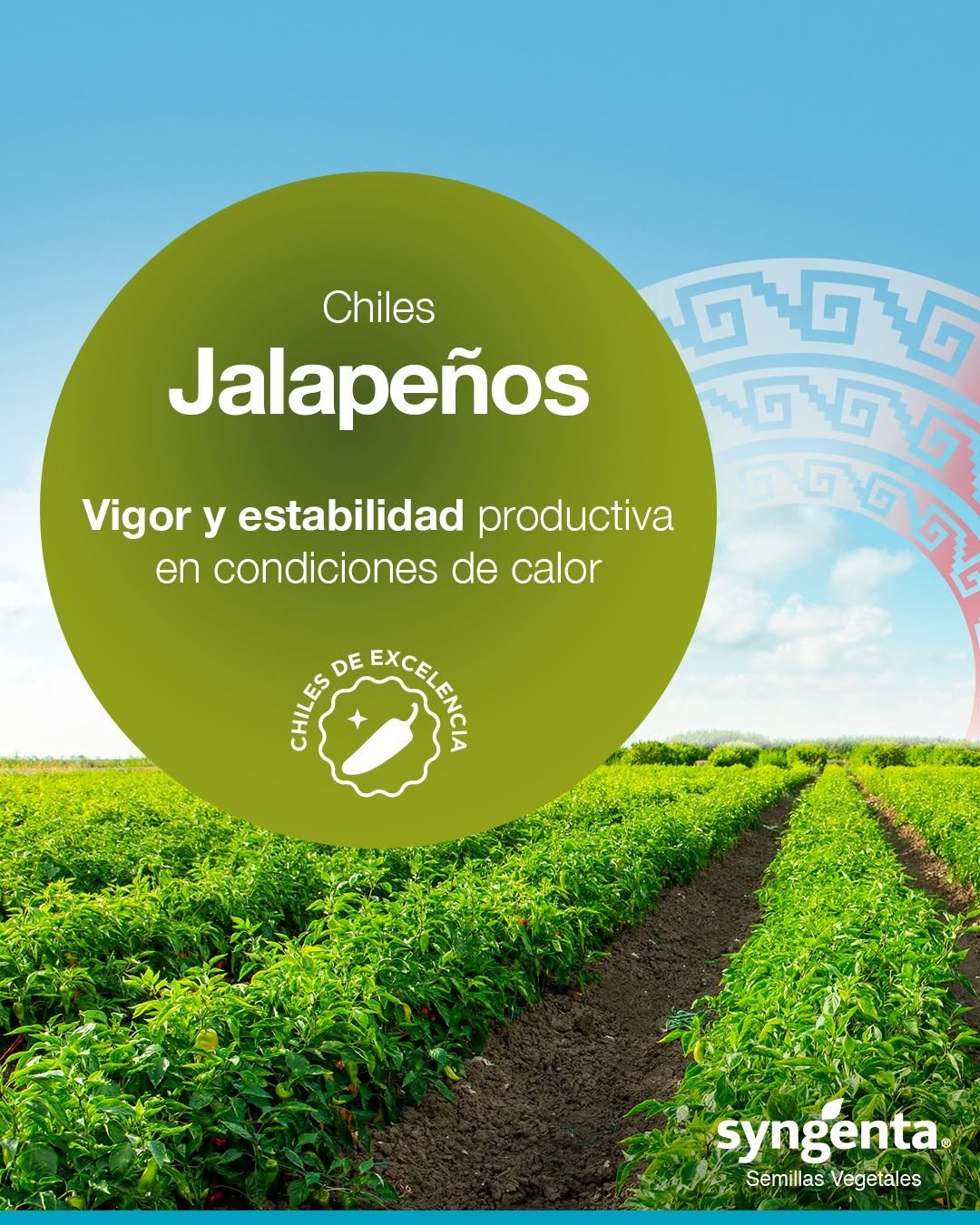 syngentasemillasvegetalesmx 게시물 이미지: Mexica y Tlapaneco comparten atributos clave...