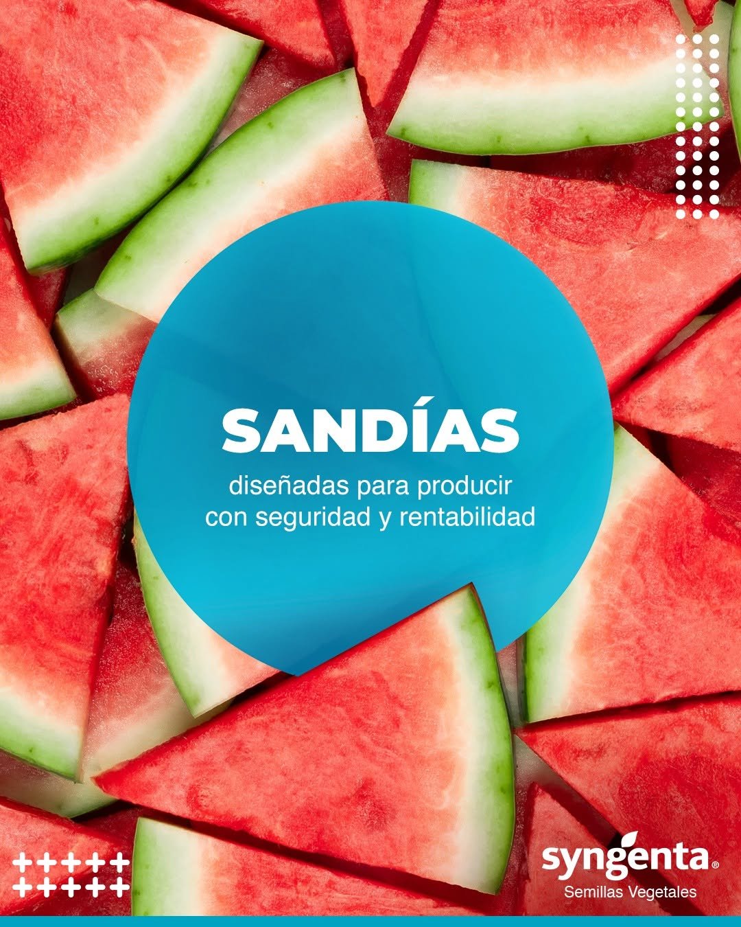 syngentasemillasvegetalesmx 게시물 이미지: Producir sandía hoy requiere más que buen...