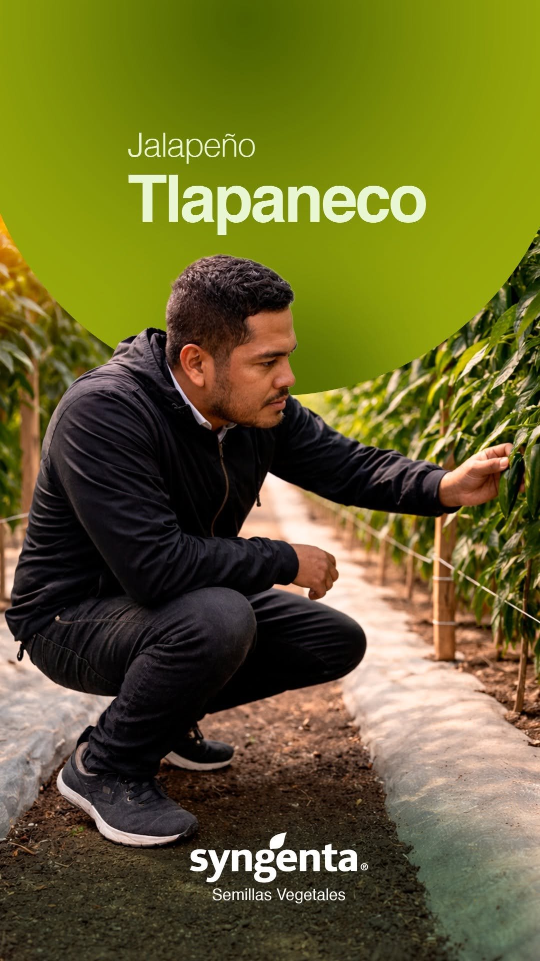 syngentasemillasvegetalesmx 게시물 이미지: 🌶️ Tlapaneco es uno de los chiles jalapeños...