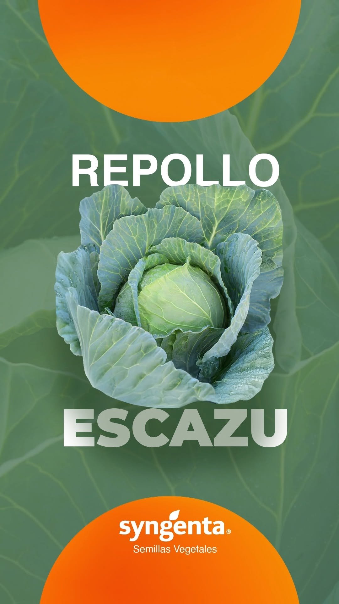 syngentasemillasvegetalesmx 게시물 이미지: La calidad de Escazu lo convierte en una...